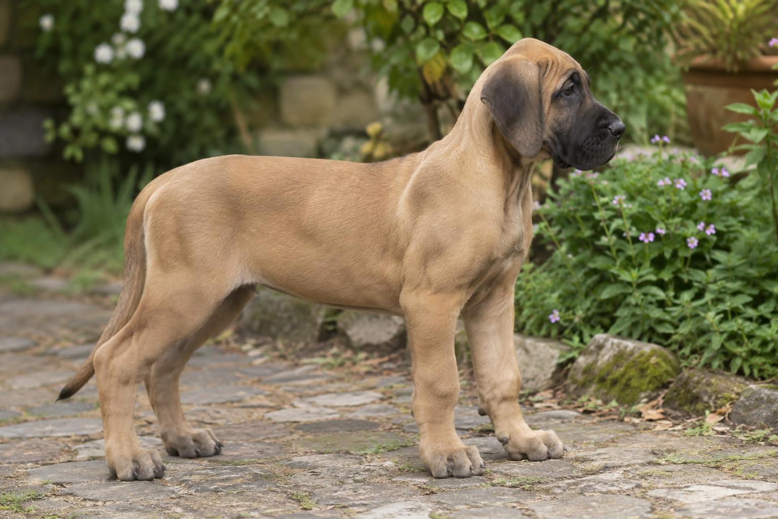 Large-breed puppy standing in side profile with a visible waist