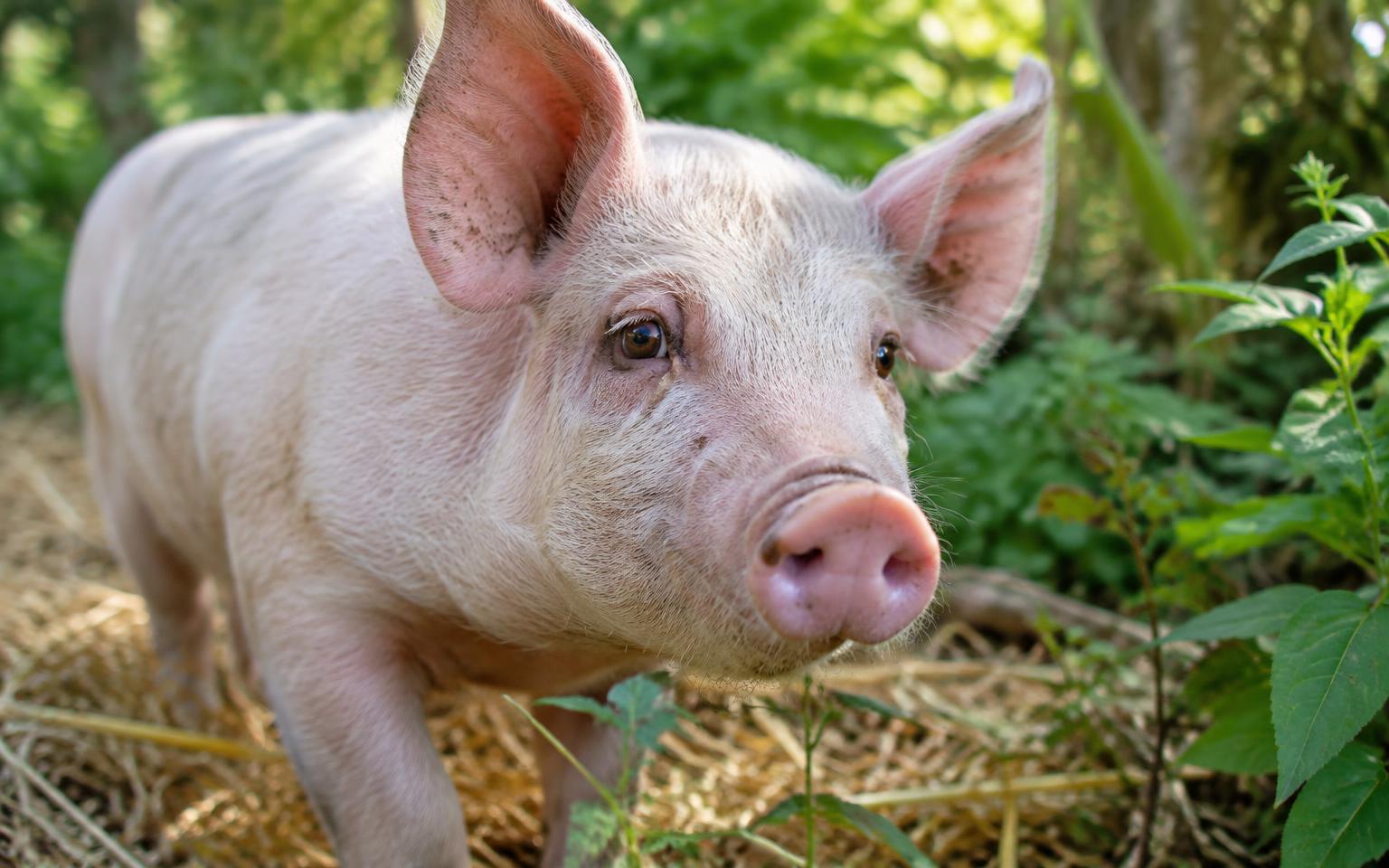 An alert pig exploring an enriched outdoor environment
