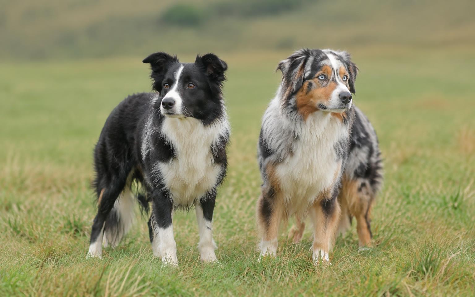 Herding breeds standing alert on open pasture