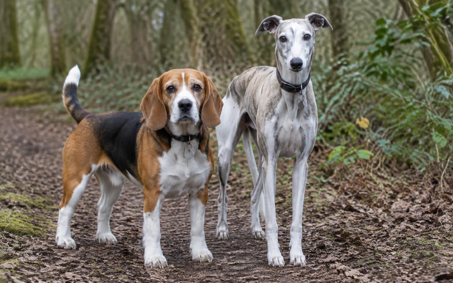 A scent hound and a sighthound standing on a woodland path