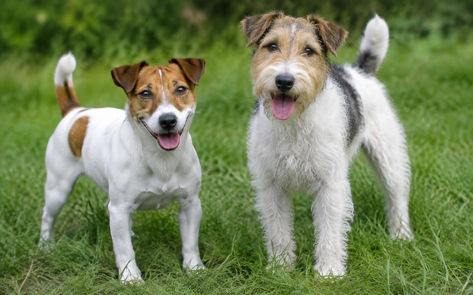 Two terriers standing on grass