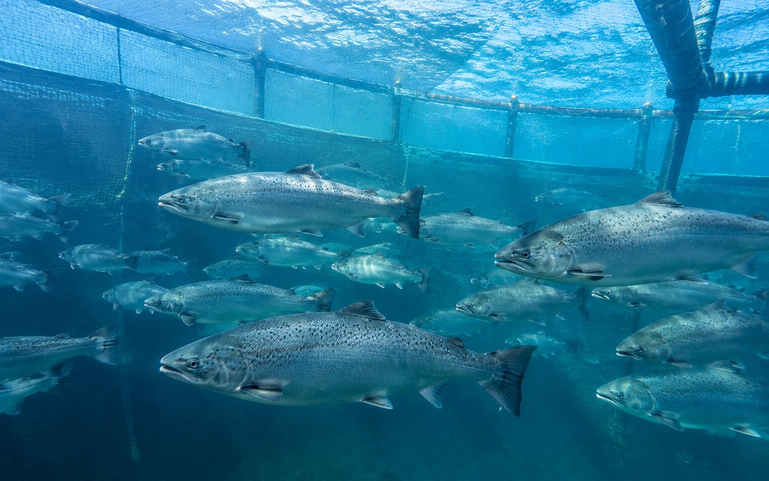 Salmon swimming in a sea-based aquaculture enclosure