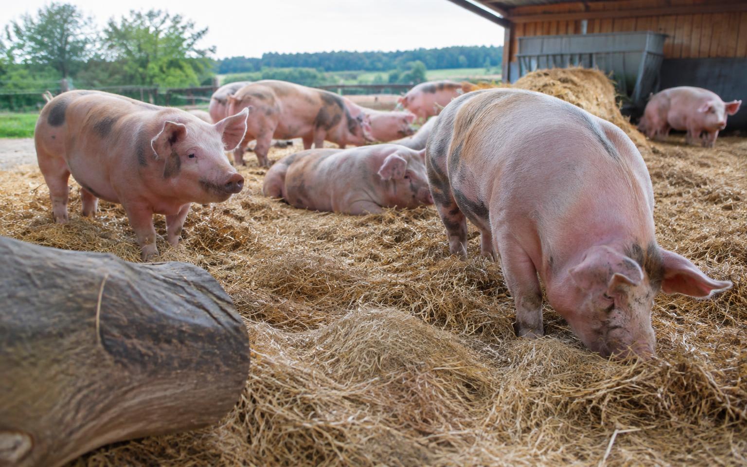 Pigs socialising and rooting in a straw-bedded shelter